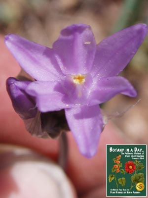 Dichelostemma capitatum. Blue Dicks.