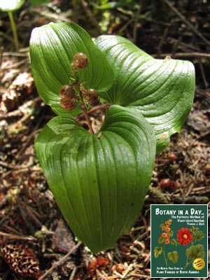 Maianthemum dilatatum. False Lily-of-the-Valley.