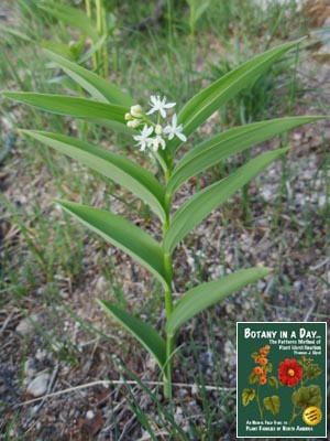 Maianthemum stellatum. Star Solomon's Seal.