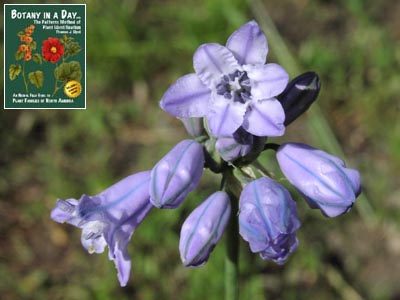 Triteleia grandiflora. Brodiaea Lily.