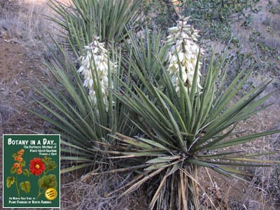 Yucca baccata. Banana Yucca.