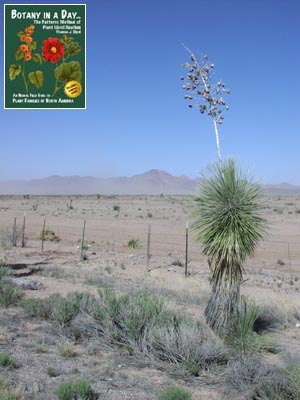 Yucca elata. Soap Tree Yucca.