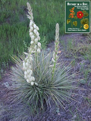 Yucca glauca. Soapweed Yucca.