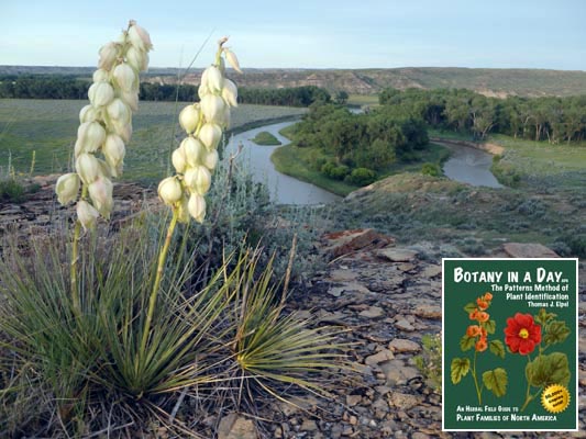 Yucca glauca. Soapweed Yucca.