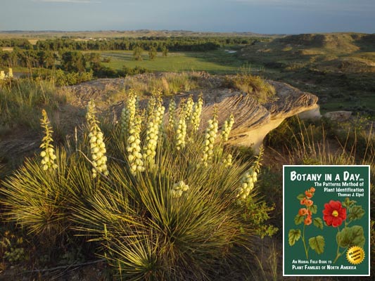 Yucca glauca. Soapweed Yucca.