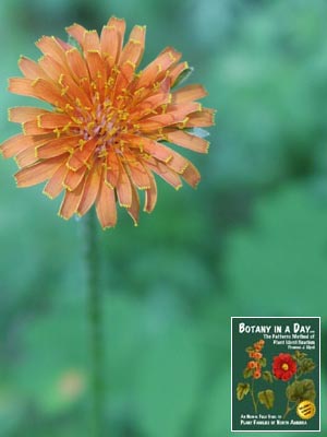 Agoseris aurantiaca. Mountain Dandelion.