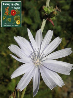 Cichorium intybus. Common Chicory.