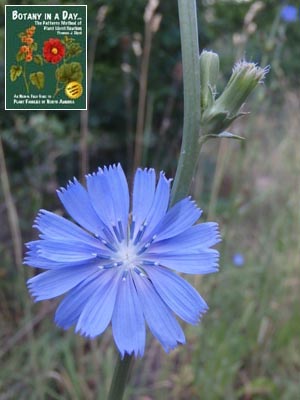 Cichorium intybus. Common Chicory.