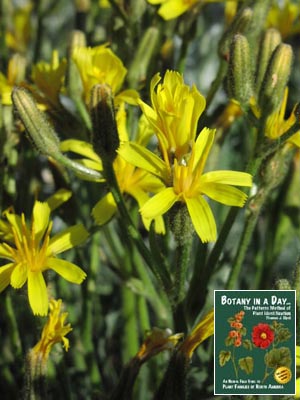 Crepis intermedia. Limestone Hawksbeard.