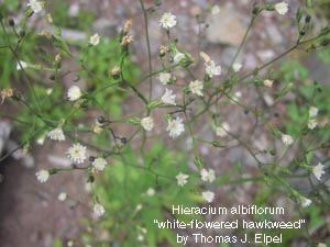 Hieracium albiflorum. White-flowered Hawkweed.