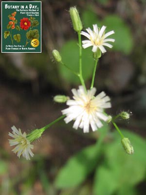 Hieracium albiflorum. White-flowered Hawkweed.