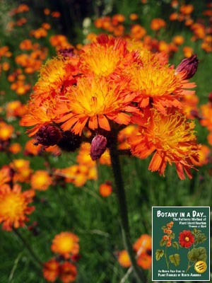 Hieracium aurantiacum. Orange Hawkweed.