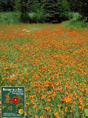 Hieracium aurantiacum. Orange Hawkweed.