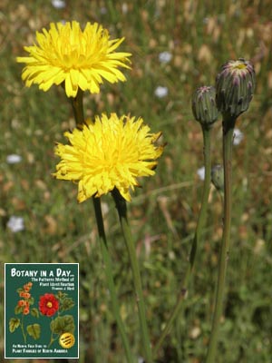 Hypochaeris glabra. Smooth Cat's Ear.