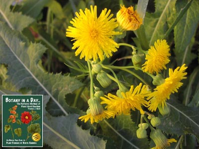 Sonchus arvensis. Field Sowthistle.