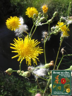 Sonchus arvensis. Field Sowthistle.