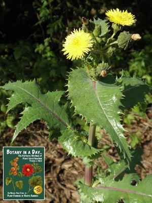 Sonchus oleraceus. Common Sowthistle.