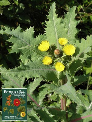 Sonchus oleraceus. Common Sowthistle.