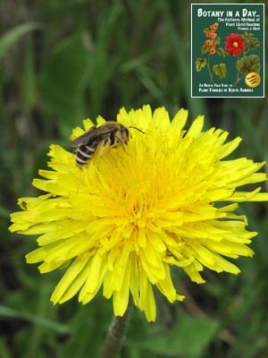 Taraxacum officinale. Common Dandelion.