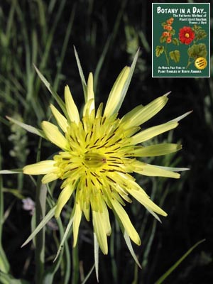 Tragopogon sp. Salsify.