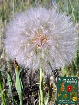 Tragopogon sp. Salsify.