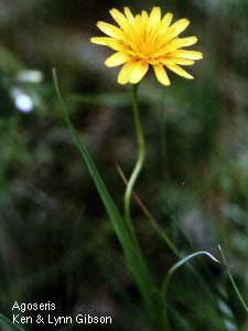 Agoseris sp. False Dandelion.