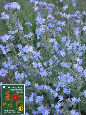 Hackelia micrantha. Blue Stickseed.