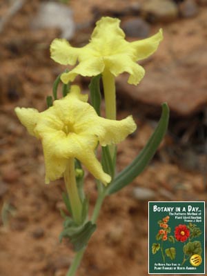 Lithospermum incisum. Yellow Stoneseed.