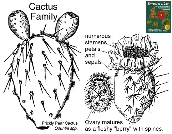 Cactaceae: Cactus Family Plant Identification Characteristics.