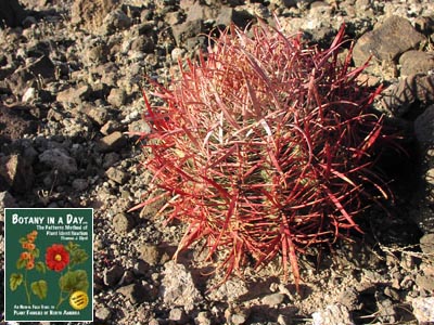 Ferocactus cylindraceus. Barrel Cactus.