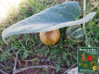 Cucurbita foetidissima. Coyote Gourd.