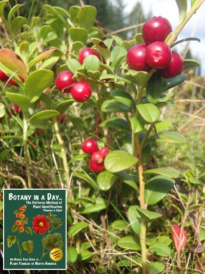  Lingon Berry: Vaccinium vitis-idaea.