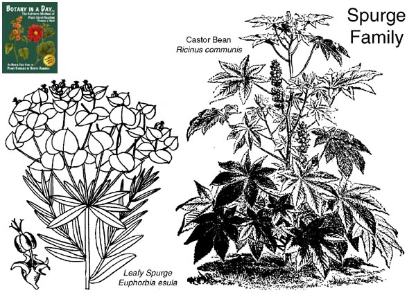 Euphorbiaceae: Spurge Family Plant Identification Characteristics.