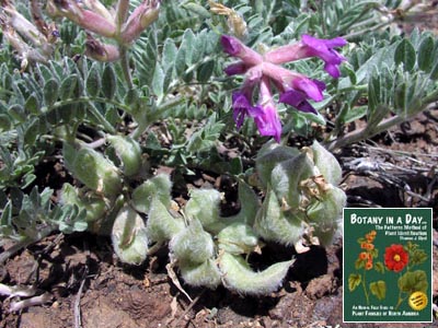 Astragalus atropubescens. Purple Milkvetch.
