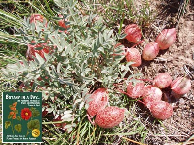 Astragalus whitneyi. (?) Balloon Pod Milkvetch.