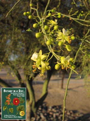Cercidium microphyllum. Palo Verde Tree.