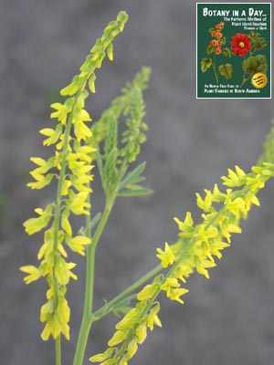 Yellow Sweet Clover