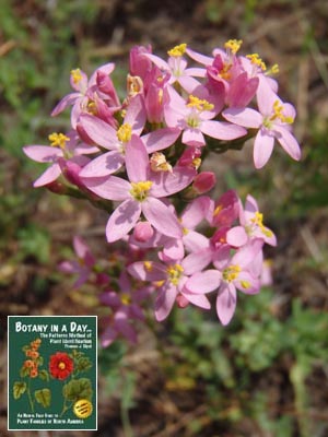 Centaurium erythraea. Centaury.