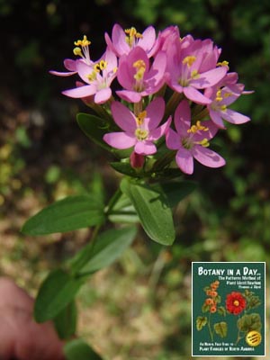 Centaurium erythraea. Centaury.