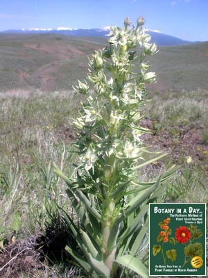 	Frasera speciosa. Green Gentian.