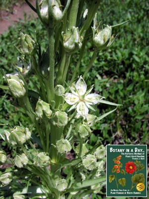 Frasera speciosa. Green Gentian.