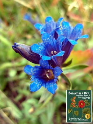 Gentiana affinis. Pleated Gentian.