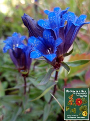 Gentiana affinis. Pleated Gentian.