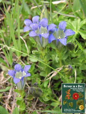 Gentiana calycosa. Blue Gentian.