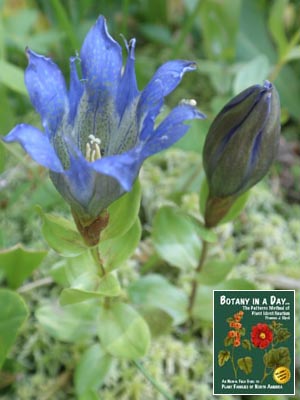 Gentiana calycosa. Blue Gentian.