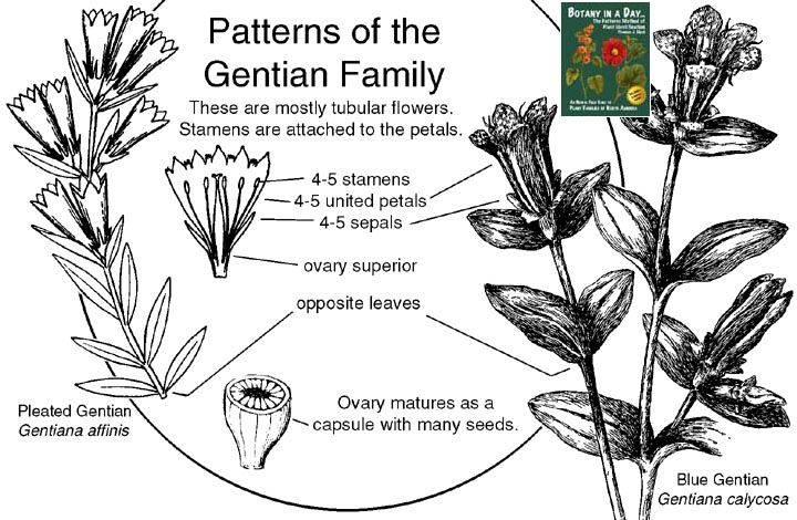 Gentianaceae: Gentian Family Plant Identification Characteristics.