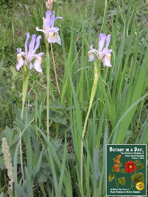 Iris missouriensis. Wild Iris.