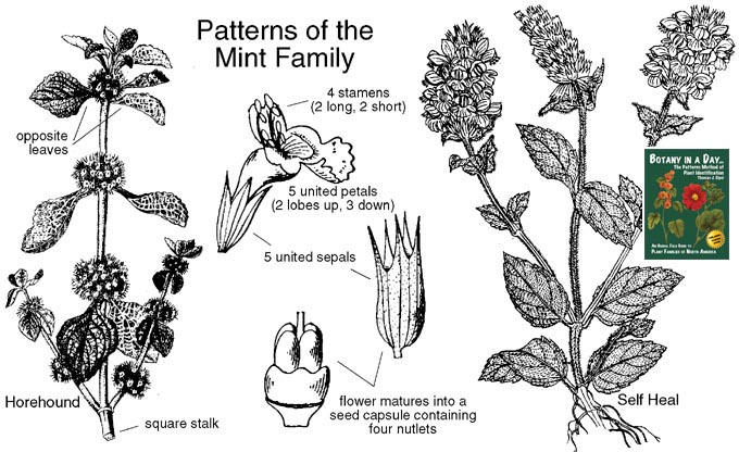 Herb Identifier Chart