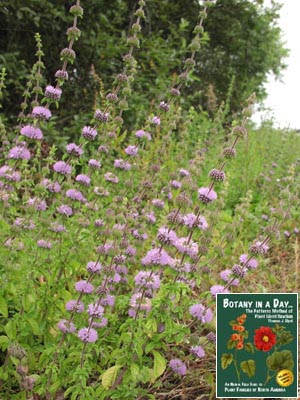 Lamiaceae Mint Family Tae