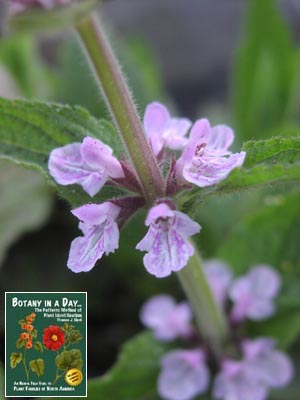 Lamiaceae Mint Family Tae